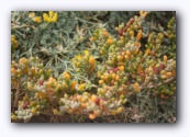 Plantje op Montana Roja